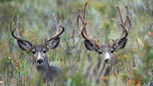 Big Mule Deer Buck